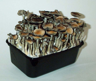 With Mushroom-Cultivation, Locavores Get A New Boost